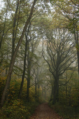 Fototapeta premium Nebel im herbstlichen Wald