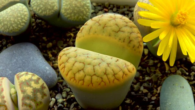 Lithops sp. - succulent of the family Aizoaceae, a collection cultivated plant from South Africa