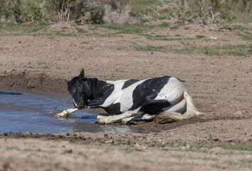 Majestic Wild Horse in the Utah Desert