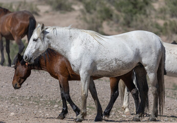 Fototapeta premium Majestic Wild Horse in the Utah Desert