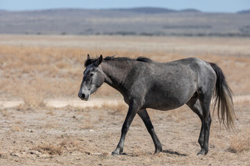 Majestic Wild Horse in the Utah Desert