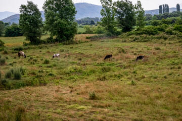 Obraz premium Cows graze in a meadow in Albania. Large cattle among the green and yellow grass on the field against the backdrop of a mountain landscape in summer