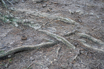 Close up of exposed tree roots in soil