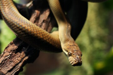 Snake Amethystine python or Python Patola is found in Indonesia, Papua New Guinea, and Australia.