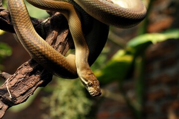 Obraz premium Snake Amethystine python or Python Patola is found in Indonesia, Papua New Guinea, and Australia.
