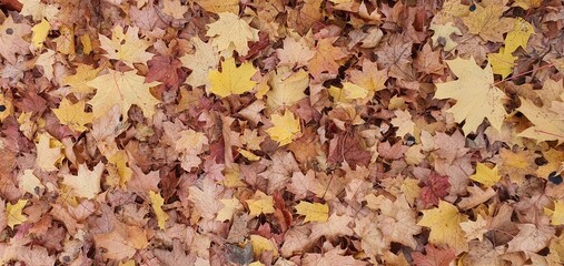 A mound of yellow autumn leaves that fell on the lawn.