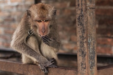 Condition of monkeys in Indonesian animal sanctuary