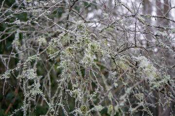 Close up of moss covered tree branches