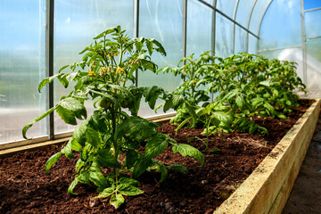 Young tomato plants grow in the garden