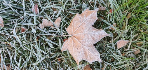 The first autumn frost on green plant leaves and green grass.