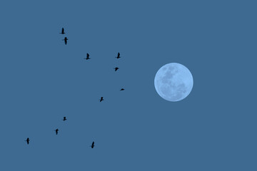 Full moon with birds in the sky.