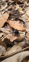 A black beetle walking on dry autumn leaves.