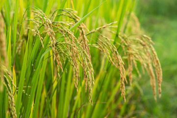 rice grain in the rice field before harvest