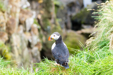Atlantic puffin from Borgarfjordur fjord, east Iceland