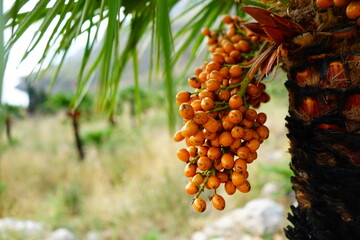 Palm date fruits