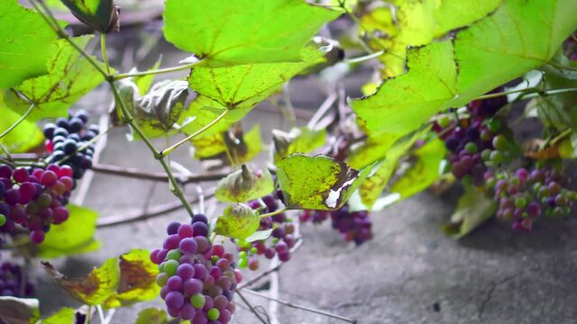 Red autumn leaves and berries of wild ripe grapes are curling on the wall of the house, autumn background. shooting the gimbal.