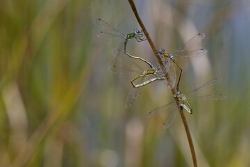 Kleine Binsenjungfer (Lestes virens)