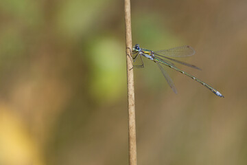 Kleine Binsenjungfer (Lestes virens)