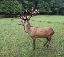 Obraz premium Hirsch
