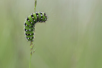 Kleines Nachtpfauenenauge (Saturnia pavonia)