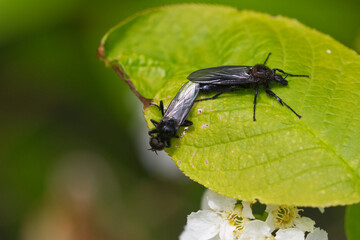 Märzfliege (Bibio marci)