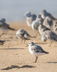  Snowy plover, a small sandpiper, on the beach.