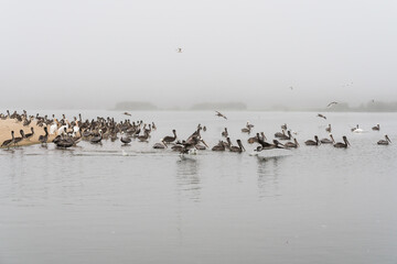 Foggy river and flock of pelicans, California Central Coast