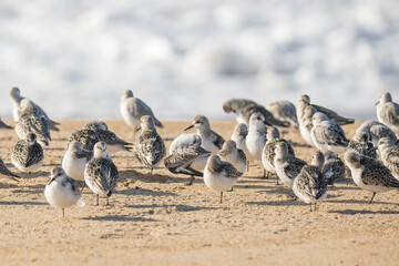 Snowy plover, a small sandpiper, on the beach. Flock of birds close up