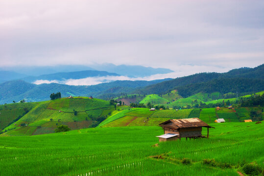 Landscape view of small bamboo hut cover by green paddy rice fields with mist fresh along mountain at background.