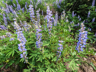 Obraz premium Beautiful wildflowers along the Colorado Trail, Colorado