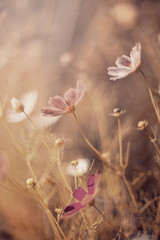 Piękny kwiat kosmos onętek na letniej, naturalistycznej kwiatowej rabacie. Kwitnące, ozdobne rośliny. Przyroda w ogrodzie. © anettastar