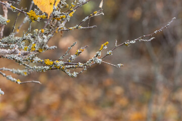 Branches of trees with yellow and gray lichen in autumn. Selective focus