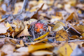 A red young fly agaric makes its way through the yellow fallen leaves to the light. Selective focus