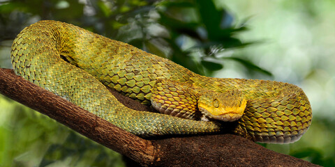 Green bush viper // Grüne Buschviper, Rankschuppige Buschviper (Atheris squamigera)