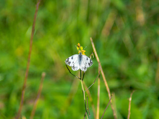 butterfly on a yellow flower