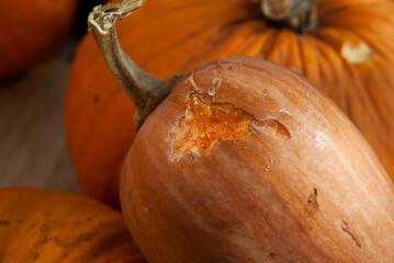 The rat mouse ate the pumpkin harvest harvested for the winter. Teeth marks on the pumpkin....