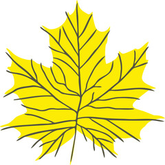 Fototapeta premium yellow maple leaf