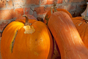 Teeth marks on the pumpkin. The rat mouse ate the pumpkin harvest harvested for the winter....