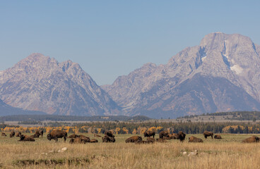 Fototapeta na wymiar Herd of Bison in Grand Teton National Park Wyoming in Auutmn
