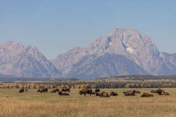Fototapeta na wymiar Herd of Bison in Grand Teton National Park Wyoming in Auutmn
