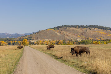 Herd of Bison in Grand Teton National Park Wyoming in Auutmn