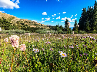 Beautiful wildflowers along the Colorado Trail, Colorado