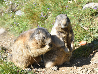 Murmeltiere in freier Wildbahn