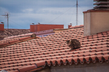 Cat on the roof