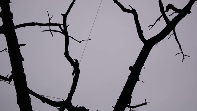 Halloween themed video of a row cawing on dark branches of a leafless tree, spread out. Gloomy, moody, eerie aesthetic
