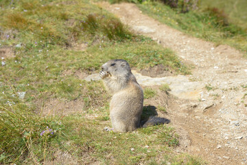 Murmeltiere in freier Wildbahn