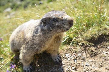 Murmeltiere in freier Wildbahn