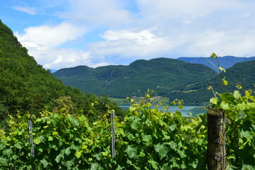 Vineyards and Lago di Caldaro mountains behind