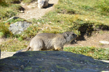 Murmeltiere in freier Wildbahn