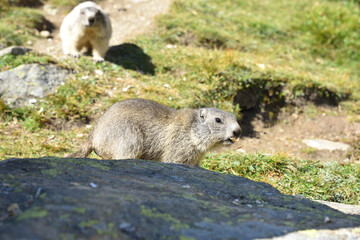 Murmeltiere in freier Wildbahn